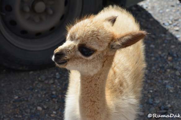 Animals of Peru | Ruma Dak's Blog